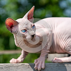 Adorable young Canadian Sphynx Cat on walk outside cattery on sunny day. Close-up