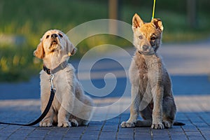 Adorable young dog puppies.Golden Retriever and Czechoslovakian wolf dog playing. Little wolf dog
