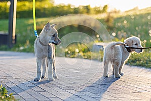 Adorable young dog puppies.Golden Retriever and Czechoslovakian wolf dog playing. Little wolf dog