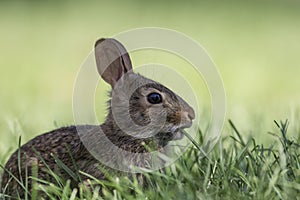 Adorable young Eastern Cottontail Rabbit side profile
