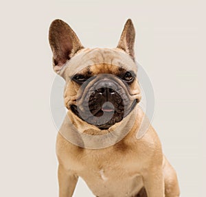 Adorable young French Bulldog. Close up portrait of a dog