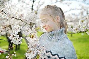 Adorable young girl in blooming cherry tree garden on beautiful spring day. Cute child picking fresh cherry tree flowers at spring