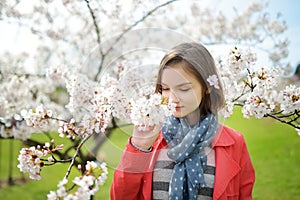 Adorable young girl in blooming cherry tree garden on beautiful spring day. Cute child picking fresh cherry tree flowers at spring