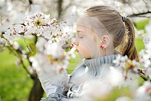 Adorable young girl in blooming cherry tree garden on beautiful spring day. Cute child picking fresh cherry tree flowers at spring