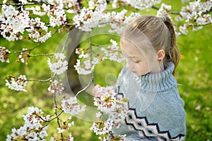 Adorable young girl in blooming cherry tree garden on beautiful spring day. Cute child picking fresh cherry tree flowers at spring