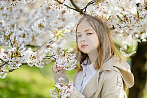 Adorable young girl in blooming cherry tree garden on beautiful spring day. Cute child picking fresh cherry tree flowers at spring