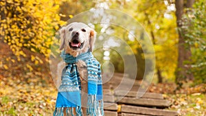 Adorable young golden retriever puppy dog wearing scarf