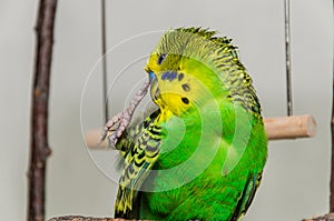 Adorable young green budgerigar cleaning its feathers