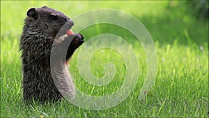 Adorable young Groundhog Marmota Monax in the green grass on a spring morning with eating a carrot,