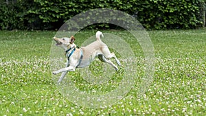 Adorable young Labrador cross dog, white and ginger, running with a stick in its mouth, in the middle of nature