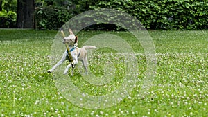 Adorable young Labrador cross dog, white and ginger, running with a stick in its mouth, in the middle of nature