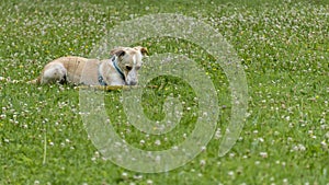 Adorable young Labrador cross dog, white and ginger, running with a stick in its mouth, in the middle of nature