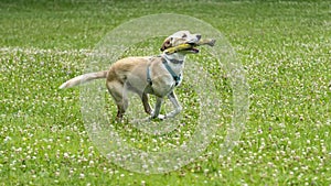 Adorable young Labrador cross dog, white and ginger, running with a stick in its mouth, in the middle of nature