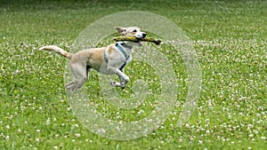 Adorable young Labrador cross dog, white and ginger, running with a stick in its mouth, in the middle of nature