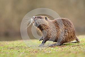 Adorable young nutria during spring