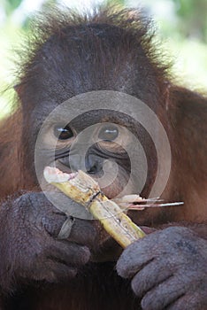 Adorable Young Orangutan Eating Bamboo