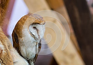 Adorable young owl in speckles with white belly and red-haired brown plumage in profile