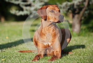 Adorable young Rhodesian Ridgeback female dog