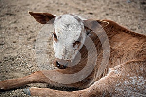 Adorable Zebu Baby Cow Lying