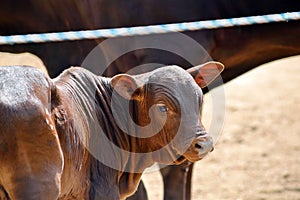 Adorable Zebu Small Baby Cow Stock Photo