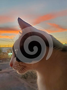 Adorably cute Kitty cat profile black-and-white sunset window  Portrait