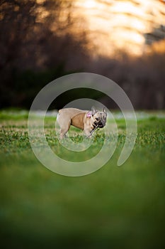 Adoreable Nine Months Old Purebred French Bulldog at Park