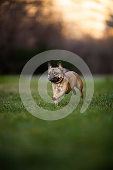 Adoreable Nine Months Old Purebred French Bulldog at Park