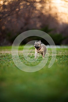 Adoreable Nine Months Old Purebred French Bulldog at Park