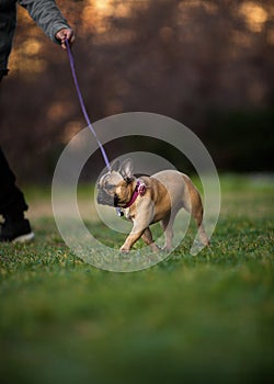 Adoreable Nine Months Old Purebred French Bulldog at Park