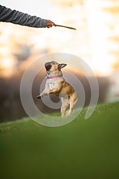 Adoreable Nine Months Old Purebred French Bulldog at Park