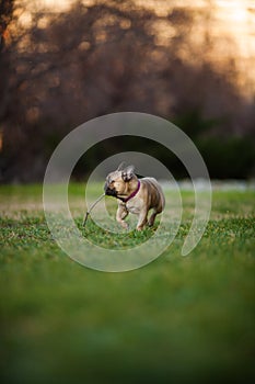 Adoreable Nine Months Old Purebred French Bulldog at Park