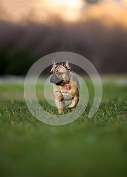 Adoreable Nine Months Old Purebred French Bulldog at Park