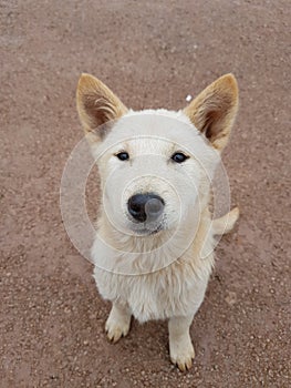 Adoreble Puppy sitting