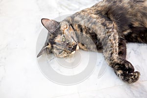 Adoreble stray cat looking camera on white