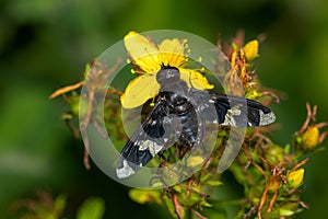 Adorned Bee Fly - Exoprosopa decora