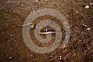 Wildlife: the Adorned graceful brown snake is a very small predator