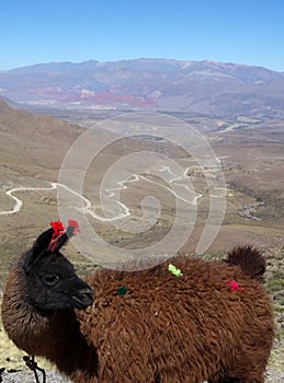 Adorned llama and winding road