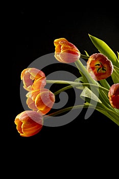 floral ornament of orange tulips on a black background photo