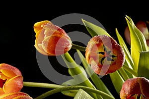 floral ornament of orange tulips on a black background photo
