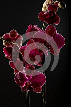 floral ornament of pink orchids on black background photo