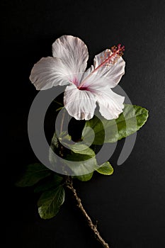 floral ornament of pink and white hibiscus on a black background photo