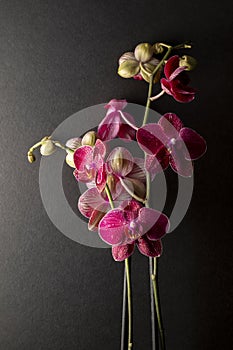 floral ornament in detail of pink orchids on a black background photo