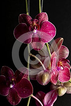 floral ornament of pink orchids on black background photo