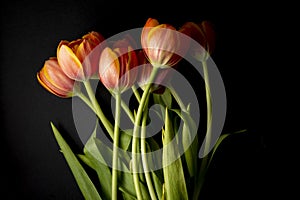 colorful floral ornament of orange tulips on a black background photo