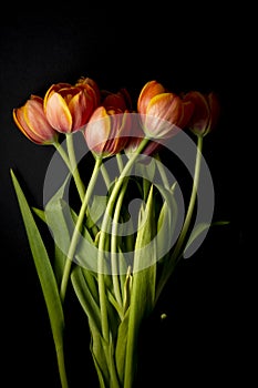 colorful orange tulips floral ornament on black background photo