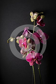 floral ornament of pink and white orchids on black background photo