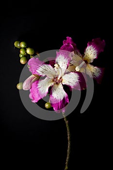 pink and white ceiba floral ornament on black background photo