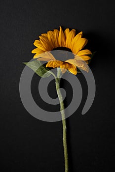 floral ornament of sunflowers on black background photo