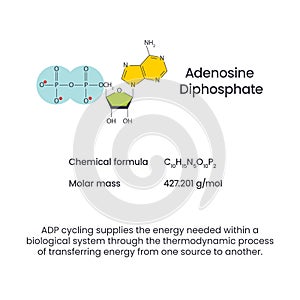 Adenosine diphosphate ADP science vector infographic
