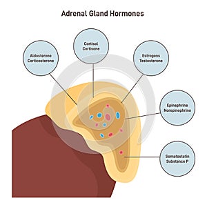 Adrenal cortex hormones. Human endocrine system gland on the top